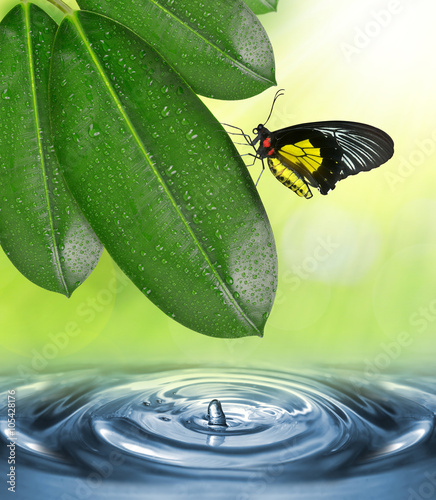 Dewy leaves of Ficus elastica and butterfly above the water level