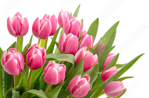 Fototapeta Naklejka Na Ścianę i Meble -  Tulpen