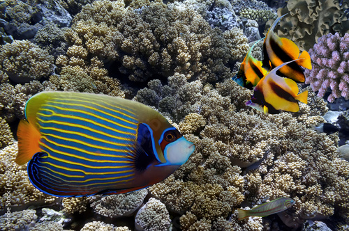 Tropical fish and Hard corals in the Red Sea  Egypt