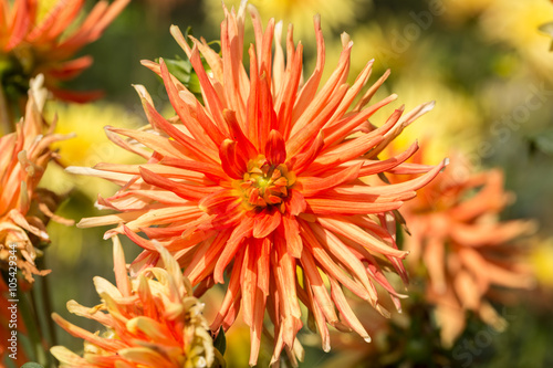 Close up of orange and yellow dahlia flower in garden