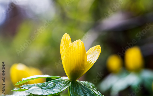 gelbe Blüte im Wintergarten photo