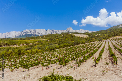 Vineyard on the mountain background