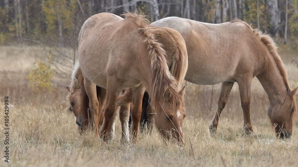 Horses, Pasture,autumn , Mountains, Snowfall Horses, Pasture,autumn , Mountains, Snowfall