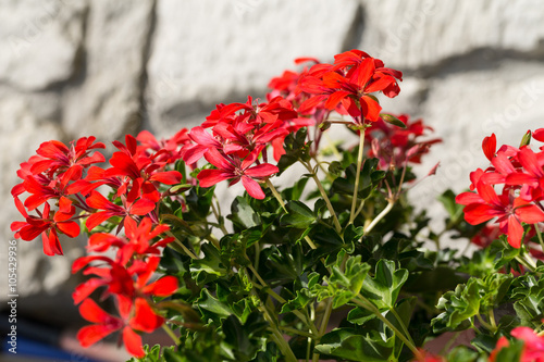 Fototapeta Naklejka Na Ścianę i Meble -  Red pelargonium (geranium) flower, blooming in a garden