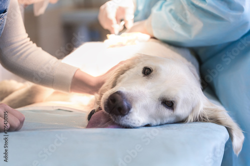 Fototapeta Naklejka Na Ścianę i Meble -  Ill retriever in veterinary clinic.