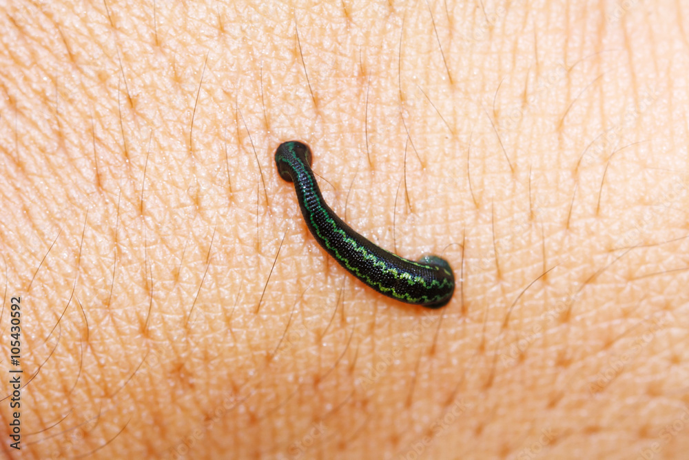 Tropical land leech (Haemadipsa crenata) sucking some blood from the skin.  Haemadipsa crenata : the beautiful new species (2007) of Land leeches  (Bloodsucker) from tropical forest , Southeast Asia. Stock Photo