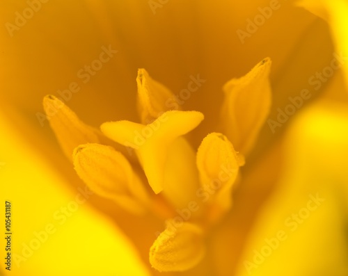 Close up of part of tulip flower