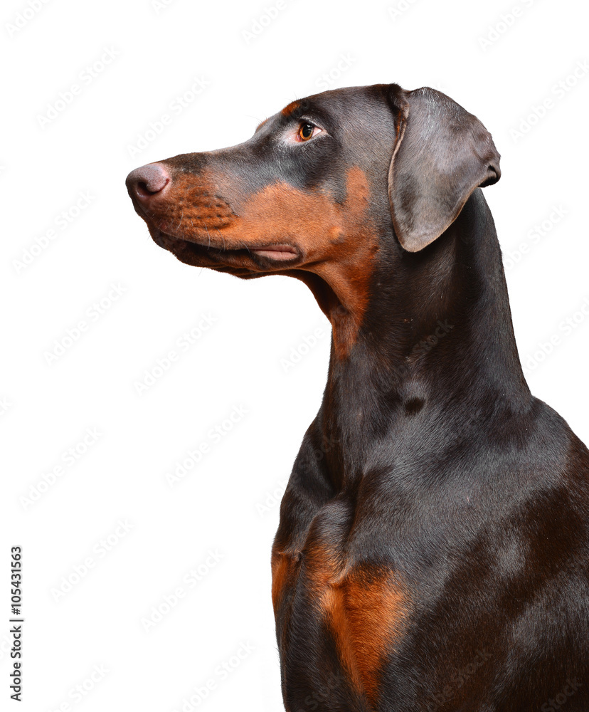 Portrait of brown doberman on the white background