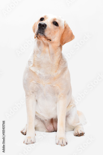 Portrait of the golden labrador