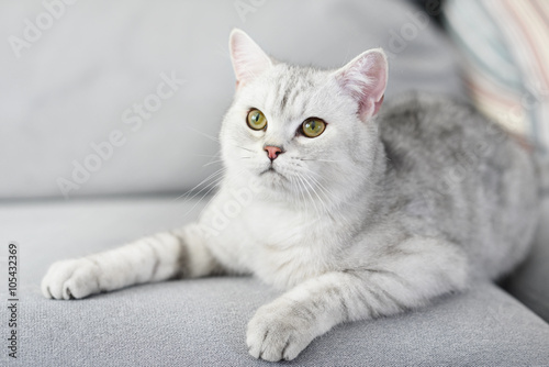 Lovely cat with gray-white hair on sofa © WaitforLight