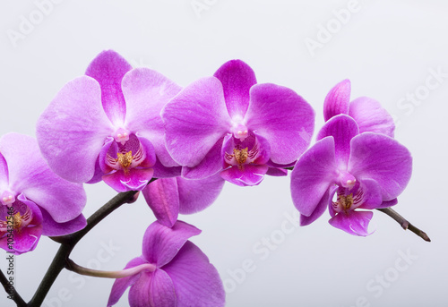 Pink streaked orchid flower  isolated on white background