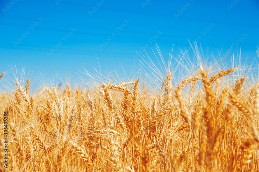 Gold wheat field and blue sky Gold wheat field and blue sky