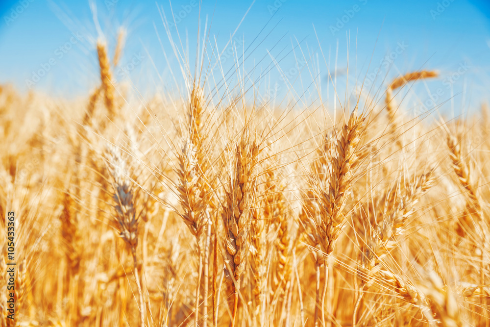 Gold wheat field and blue sky Gold wheat field and blue sky