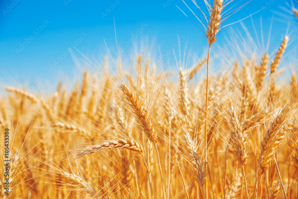 Fototapeta premium Gold wheat field and blue sky