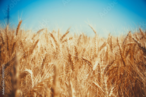 Gold wheat field and blue sky