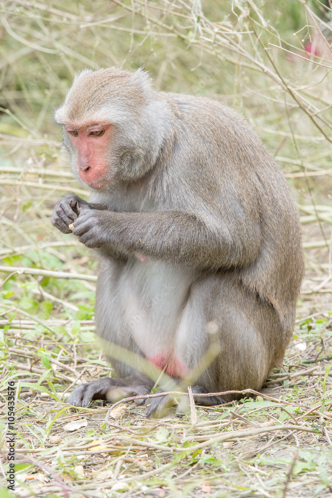 Fototapeta premium Formosan macaques eat banana(taiwan monkey) 
