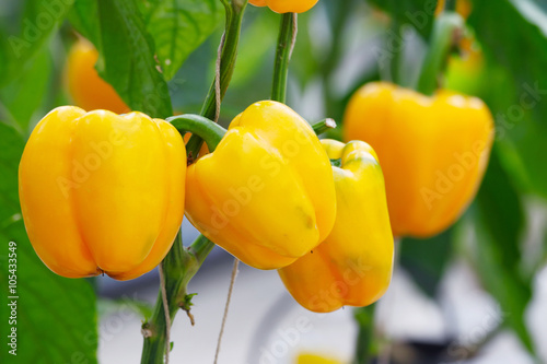 Yellow bell pepper (sweet pepper) on the pepper tree photo