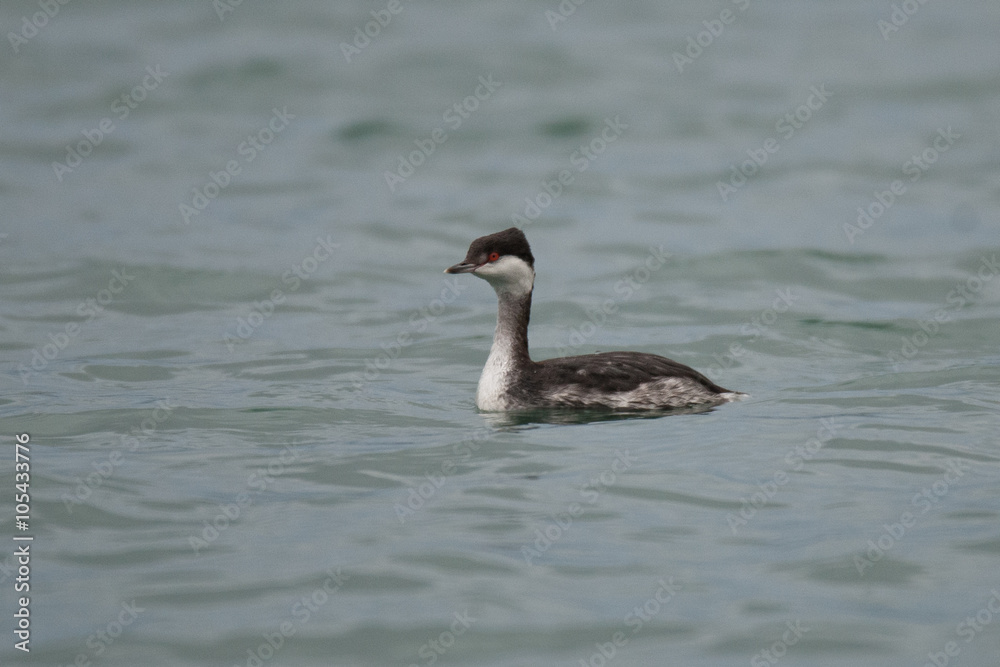 Ohrentaucher (Podiceps auritus)