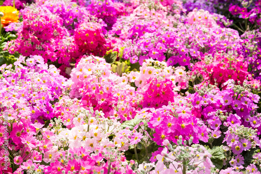 Obraz premium Bunch of flowers. Close-up.