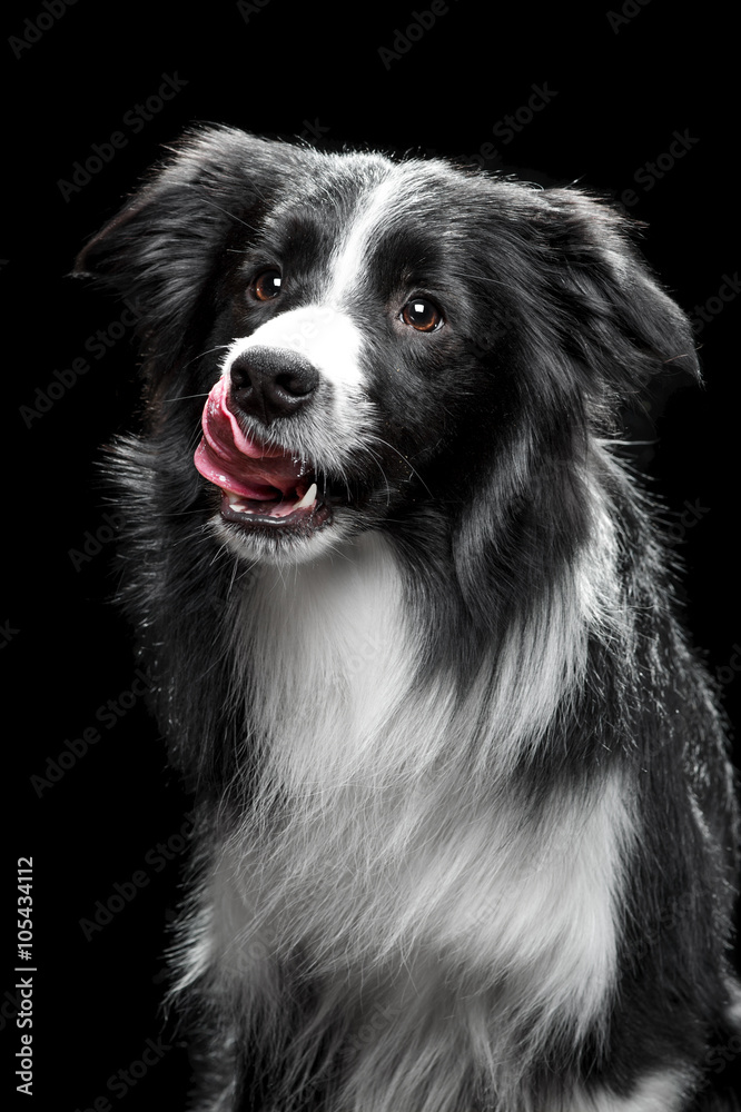 Portrait of a Border Collie on the black background