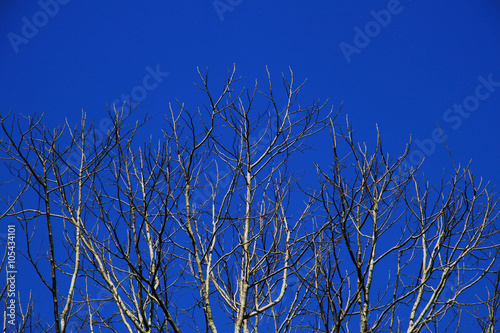 Dry branch of tree with blue sky for pattern