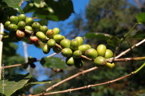 Raw green coffee beans for pattern