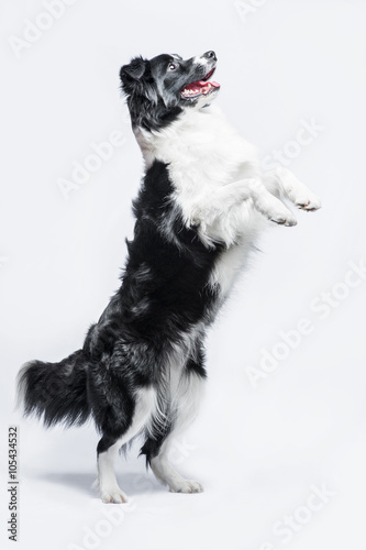 Fototapeta Portrait of a Border Collie on a grey background, rearing up