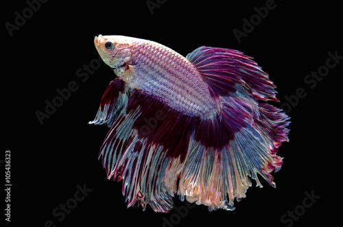 Betta Siamese aquarium fighting fish, black background photo