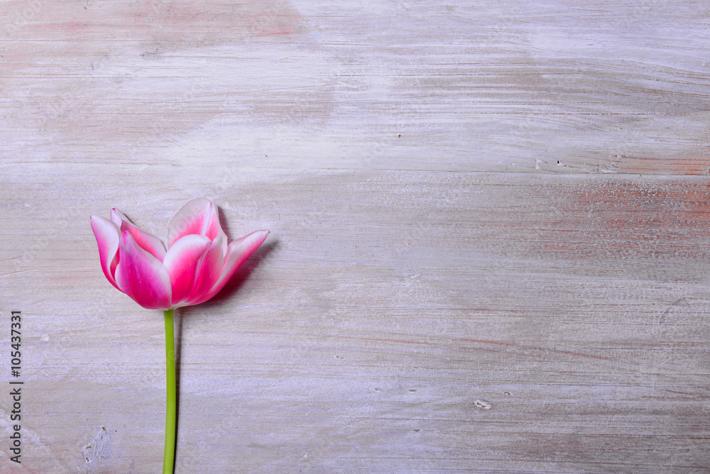 rosa tulpe auf Holzhintergrund