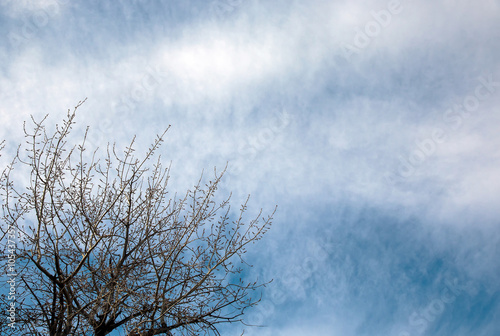 dry branch of old tree under blue sky and clouds   © cindyxiong