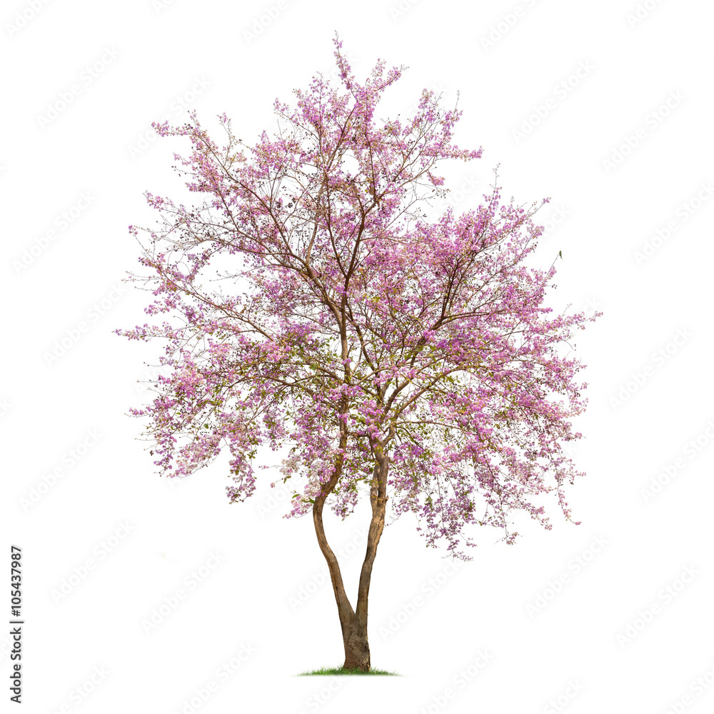 Fototapeta premium Isolated Lagerstroemia Loudonii tree on white background