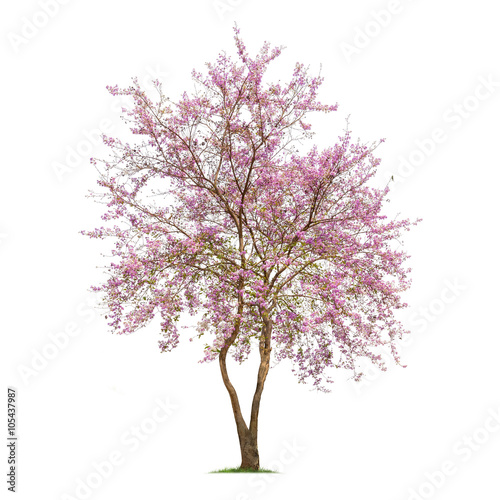 Isolated Lagerstroemia Loudonii tree on white background