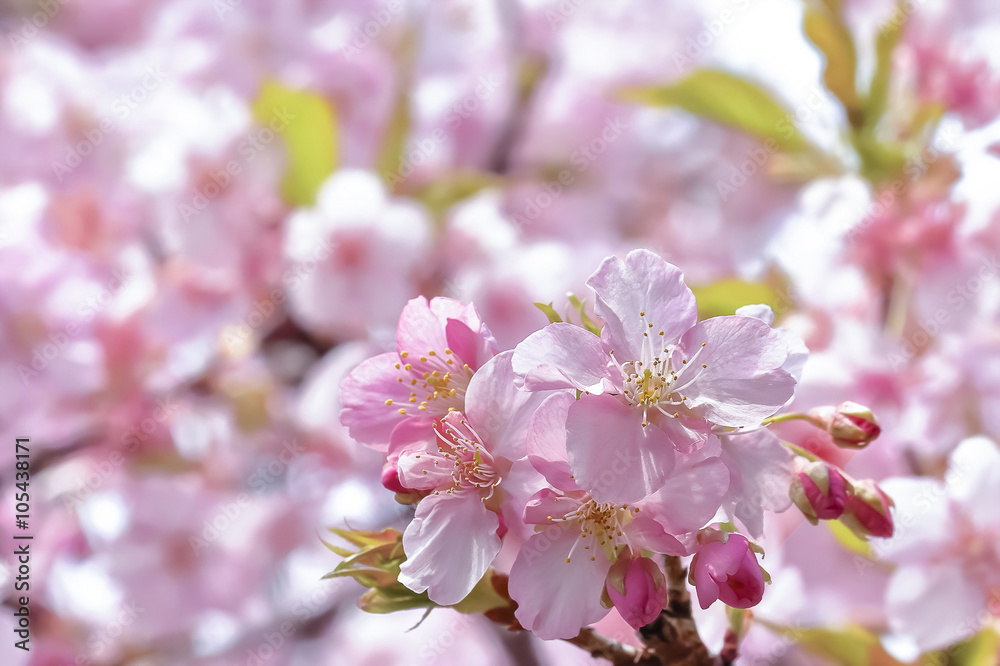 桜の開花イメージ 桜の開花イメージ