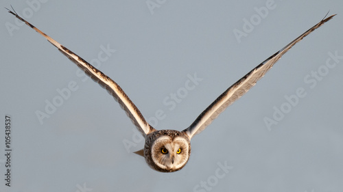 Sumpfohreule (Asio flammeus)