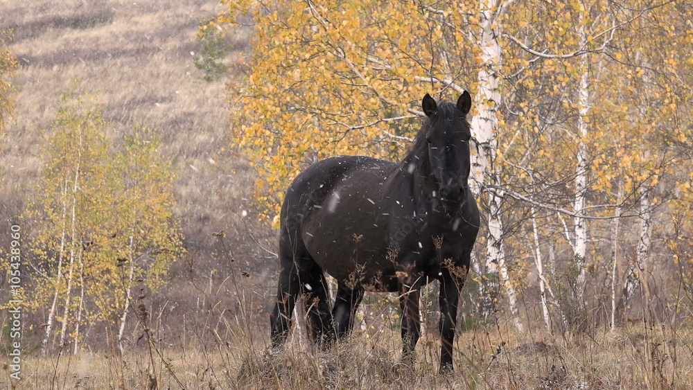 One Horse,black,autumn,open Pasture, Mountains One Horse,black,autumn,open Pasture, Mountains