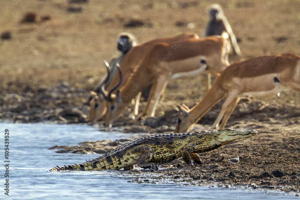 Naklejka premium Nile crocodile in Kruger National park, South Africa