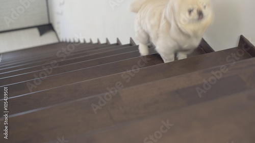 Joyful dog running up the stairs
