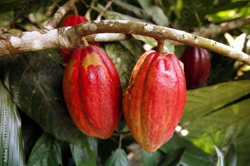 SOUTH AMERICA VENEZUELA CHUAO CACAO PLANTATION photo