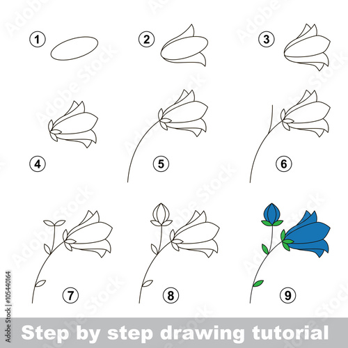 Drawing tutorial. How to draw a Campanula