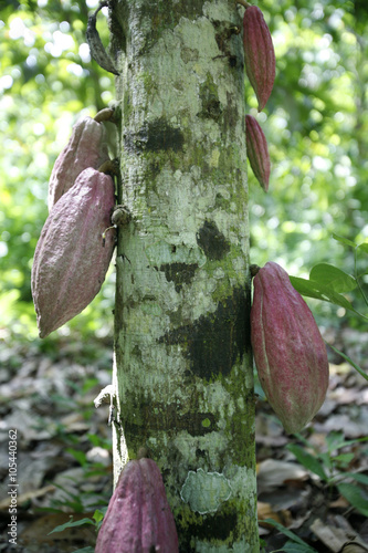 SOUTH AMERICA VENEZUELA CHUAO CACAO PLANTATION photo