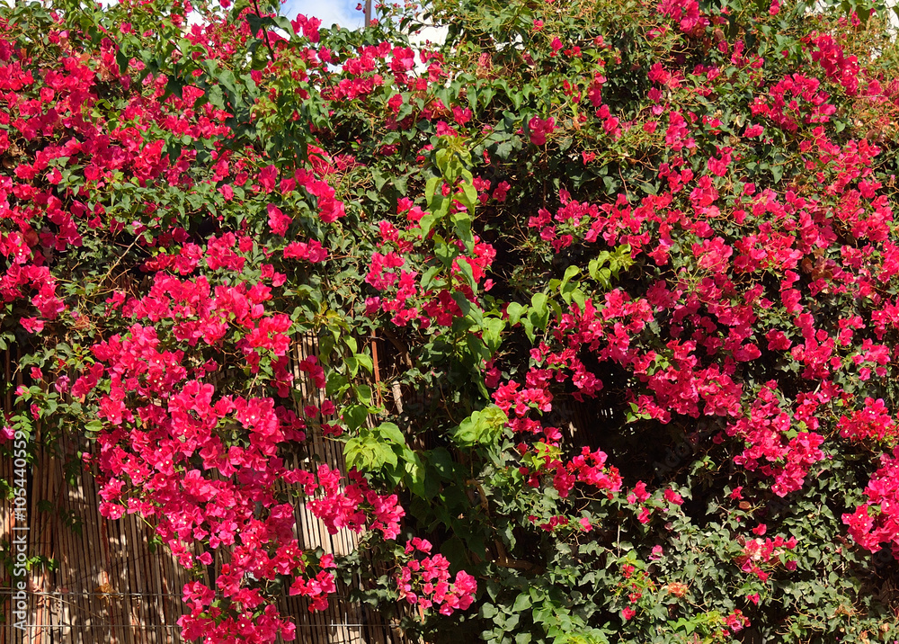 Bush with red flowers.