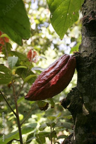 SOUTH AMERICA VENEZUELA CHUAO CACAO PLANTATION photo