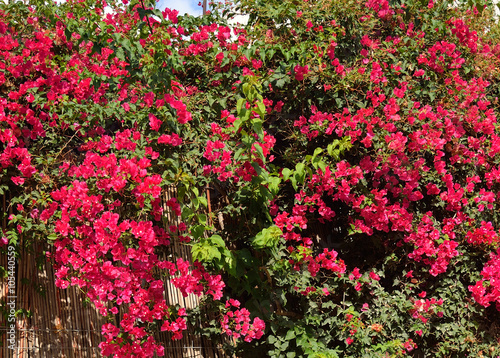 Fototapeta Naklejka Na Ścianę i Meble -  Bush with red flowers.