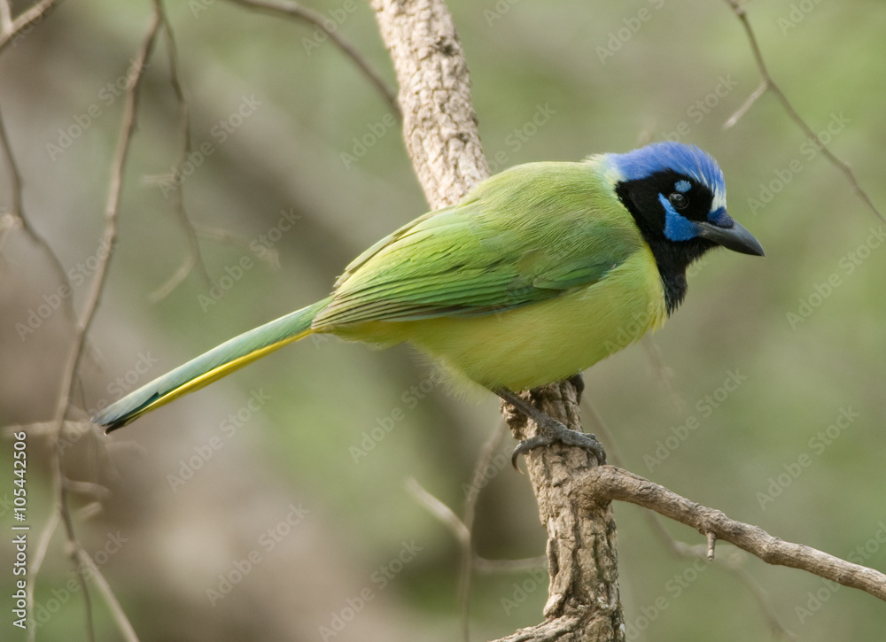 Fototapeta premium Green Jay
