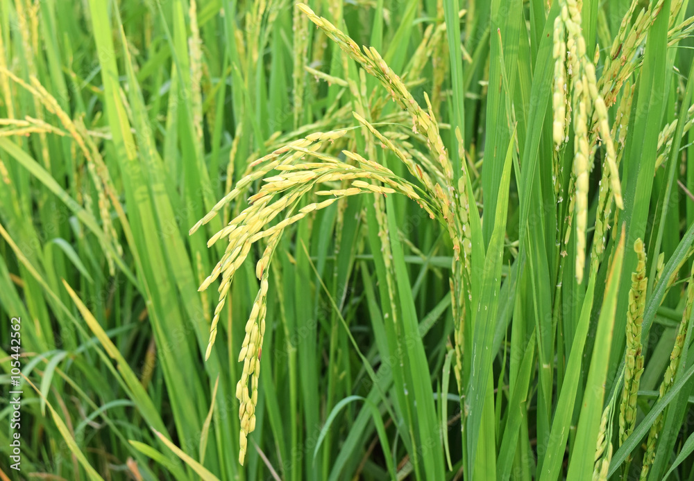 close up of green rice field in thailand close up of green rice field in thailand