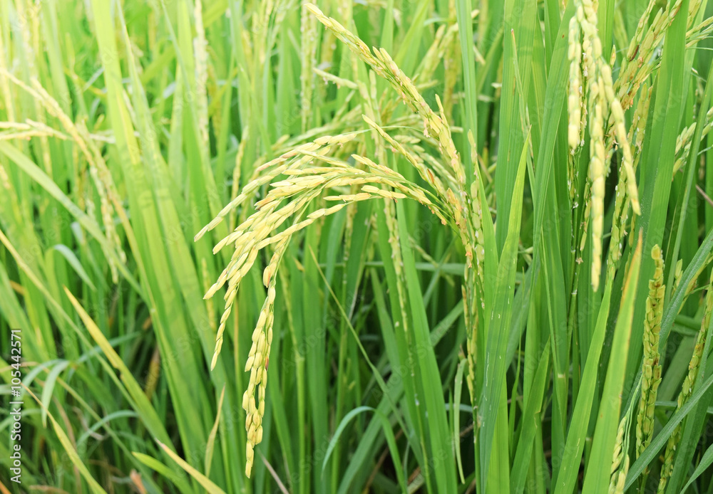close up of green rice field in thailand