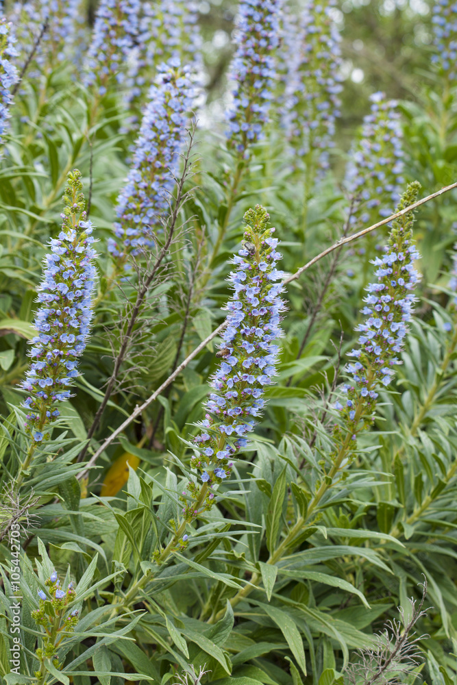 Flora of Gran Canaria - Echium callithyrsum Flora of Gran Canaria - Echium callithyrsum
