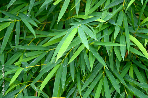 beautiful green bamboo leaves in a jungle background blur front focus