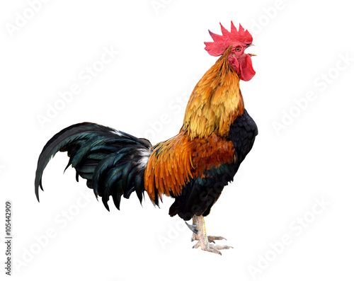 Fotografija chicken bantam Rooster crowing isolated on white background  Die cutting