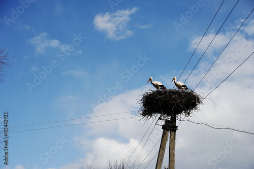 storks in the nest on the blue sky background